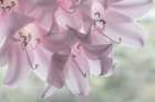 Washington-Seabeck Pale pink lilies close-up Art Print